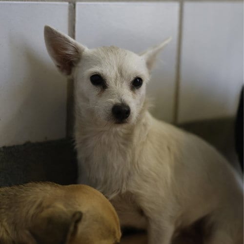 Photo of Charli, adoptable Terrier in San Antonio, Texas