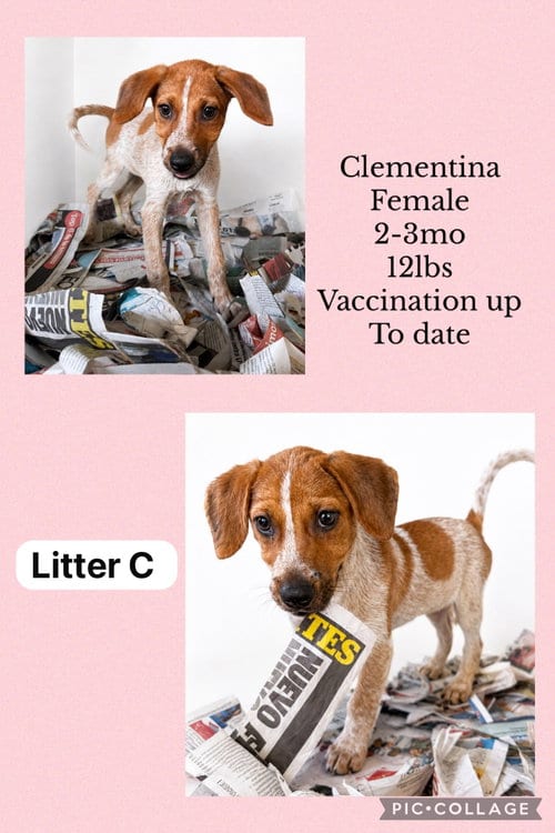 Photo of Clementina, adoptable Spaniel in Virginia Beach, Virginia