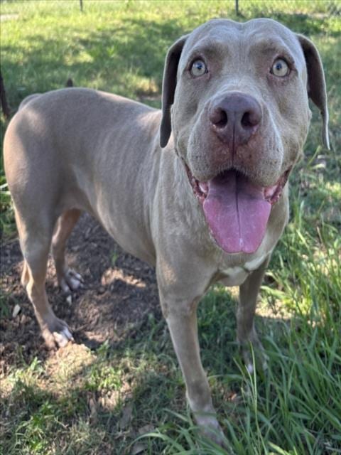 Photo of Boba Fetch, adoptable Pit Bull Terrier in Texas City, Texas