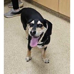 Photo of Milo, adoptable Mixed Breed (Medium) in Munster, Indiana