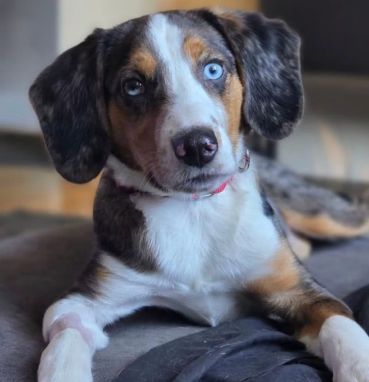 Photo of Scout, adoptable Beagle Australian Shepherd in Bridgeton, Missouri