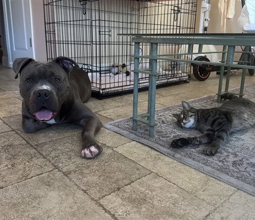 Photo of Smoke, adoptable Pit Bull Terrier in San Jose, California
