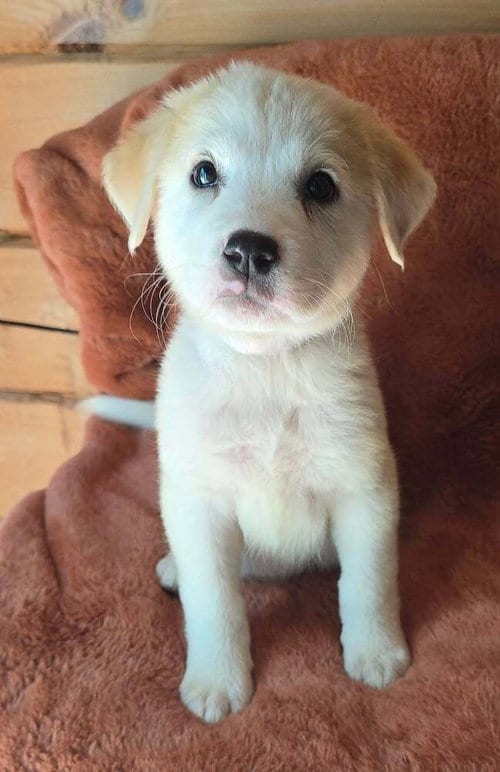 Photo of Nasturtium (N Puppies), adoptable Great Pyrenees in Brewster, New York