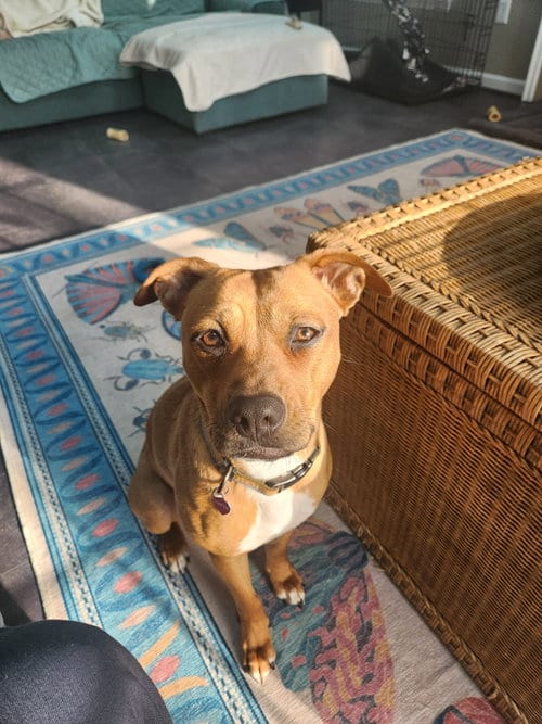 Photo of Hattie, adoptable Boxer in Columbia, Maryland