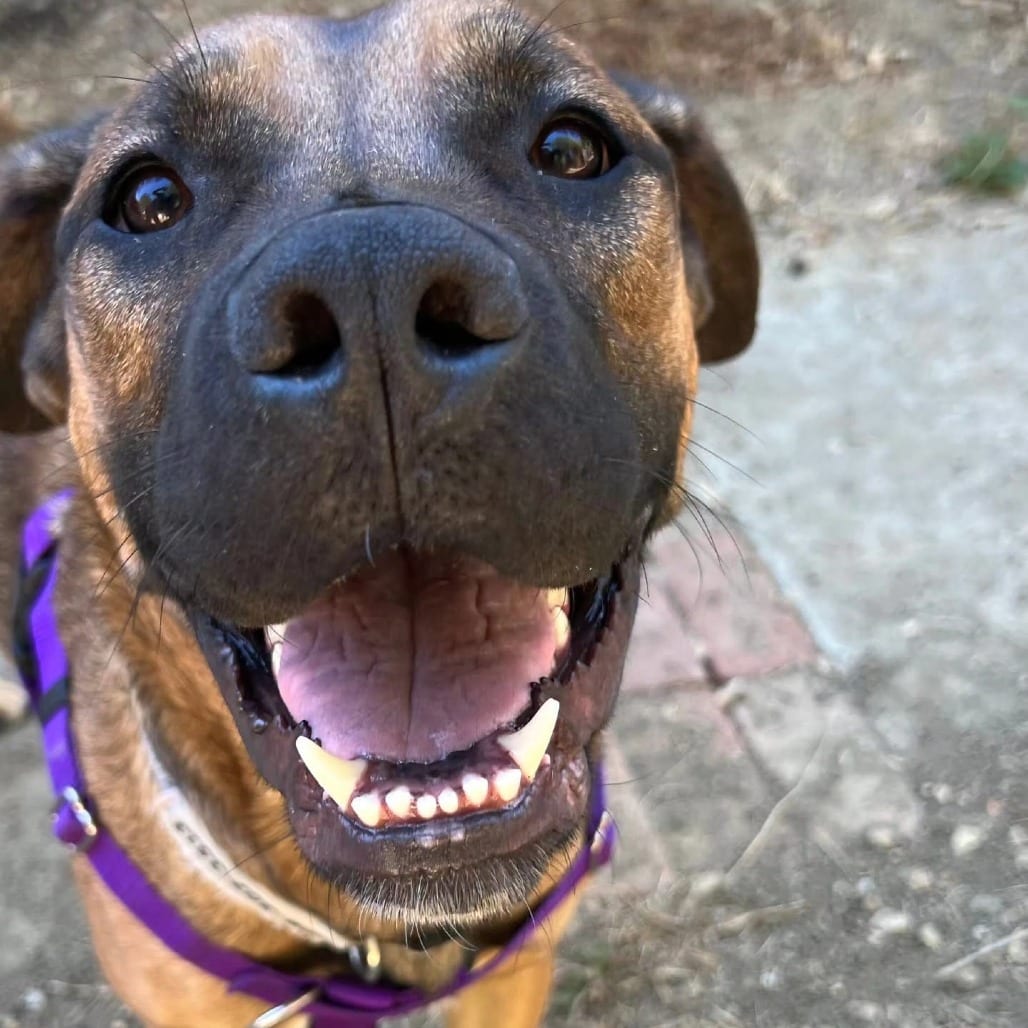 Photo of Kate, adoptable Mastiff / Mixed Breed (Large) in California, California