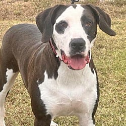 Photo of Davenport, adoptable Hound (Unknown Type) in East Hartford, Connecticut