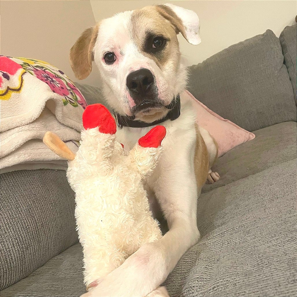 Photo of Melvn Hayes, adoptable Mixed Breed (Medium)