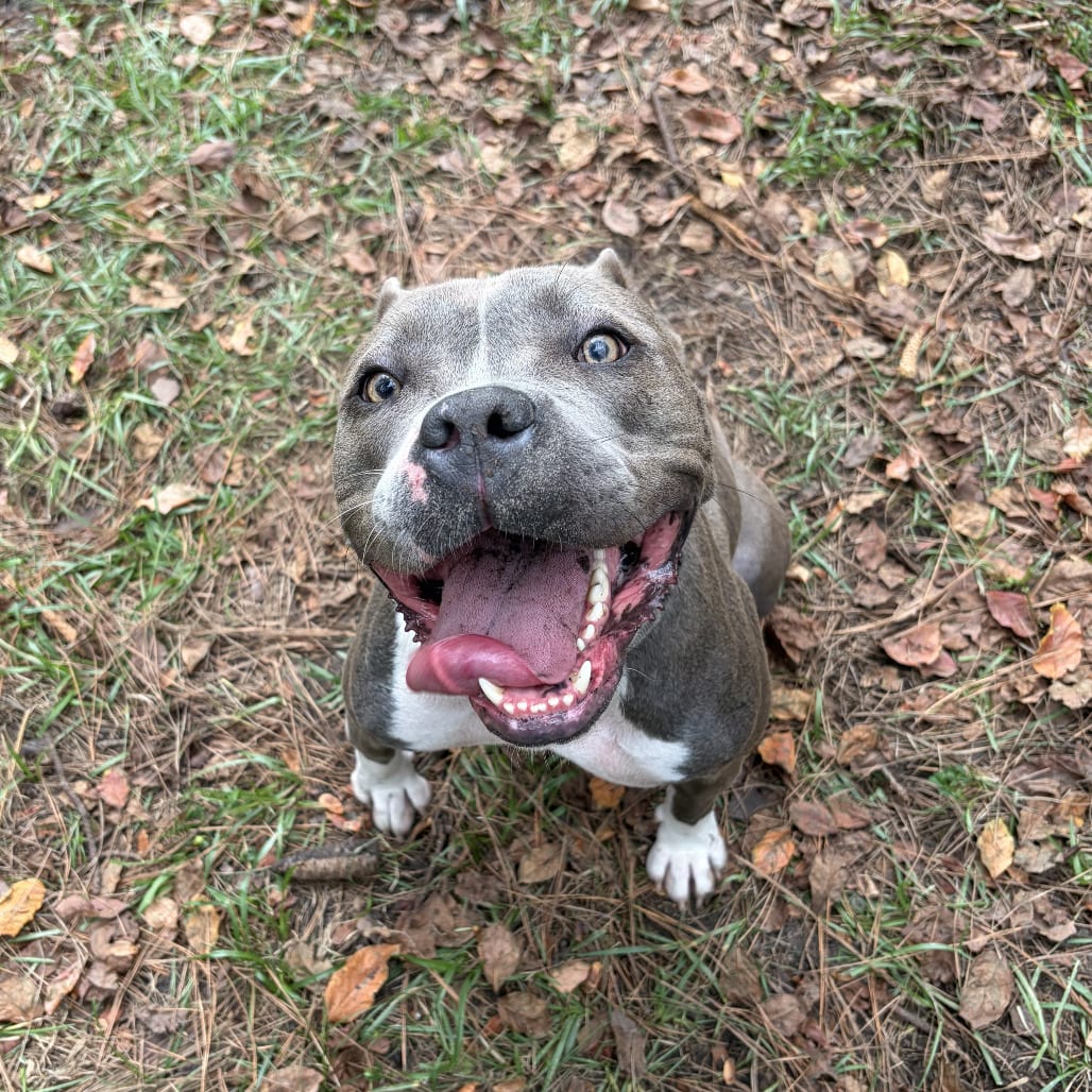 Photo of Flower, adoptable Mixed Breed (Medium) in Summerville, South Carolina