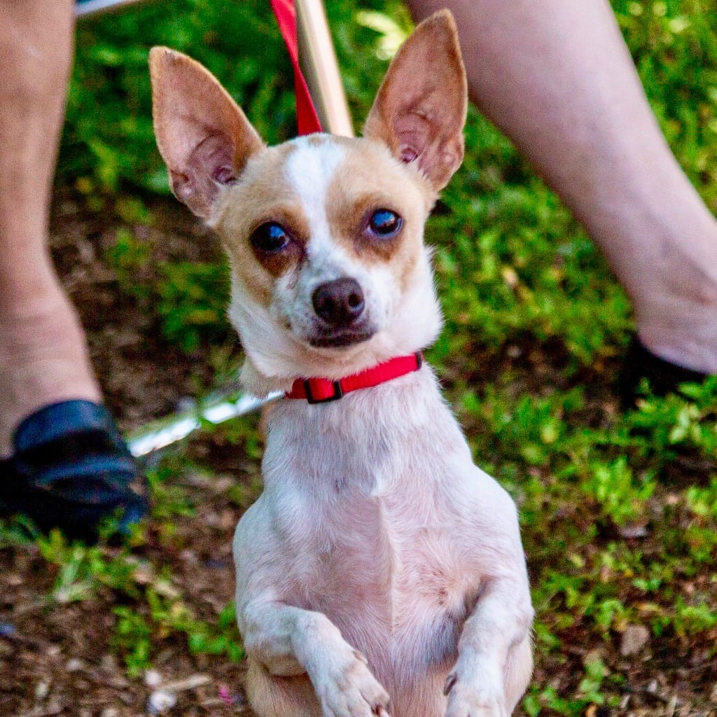 Photo of Lilly, adoptable Chihuahua in Bloomfield, Connecticut