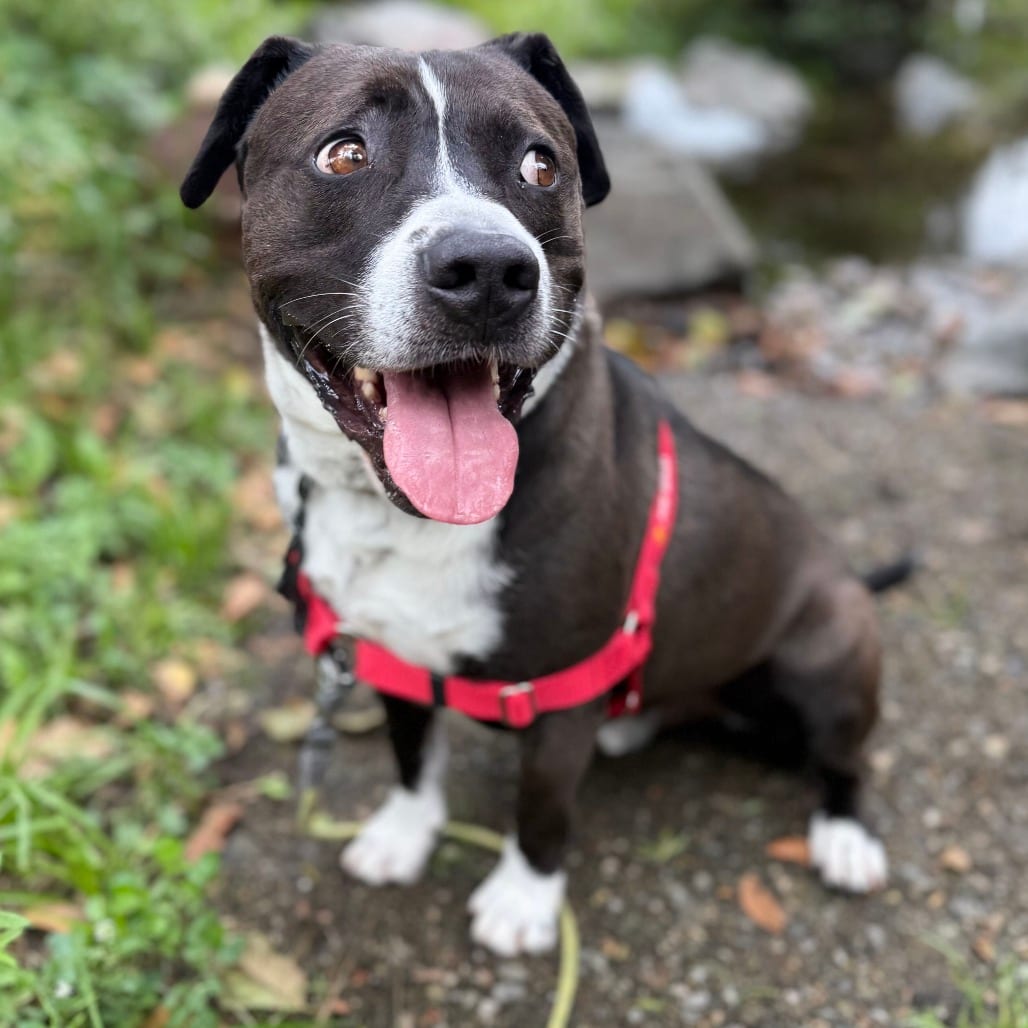 Photo of Dooders, adoptable Mixed Breed (Large) in San Francisco, California