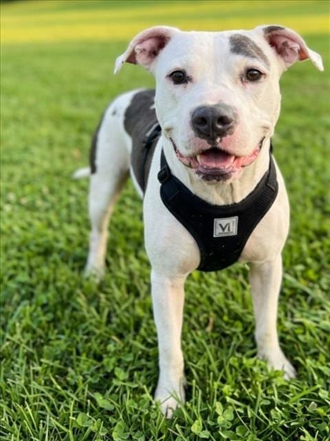 Photo of Heidi, adoptable American Pit Bull Terrier in Texas City, Texas