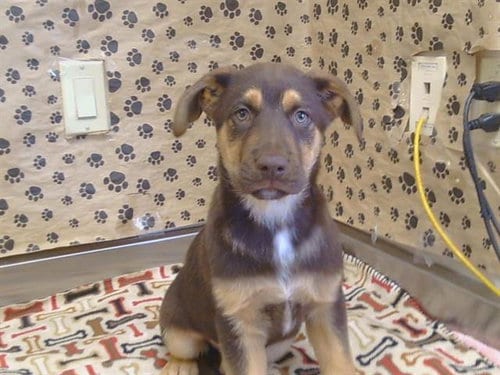 Photo of Milo, adoptable German Shepherd Dog in Sacramento, California