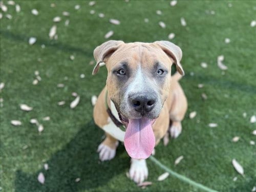 Photo of Maxwell, adoptable Pit Bull Terrier in Los Angeles, California