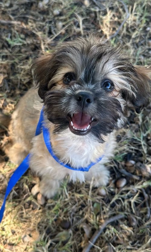 Photo of Sponsor Or, adoptable Lhasa Apso in Grafton, Wisconsin
