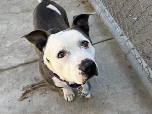 Photo of Thomas, adoptable Pit Bull Terrier in Martinez, California