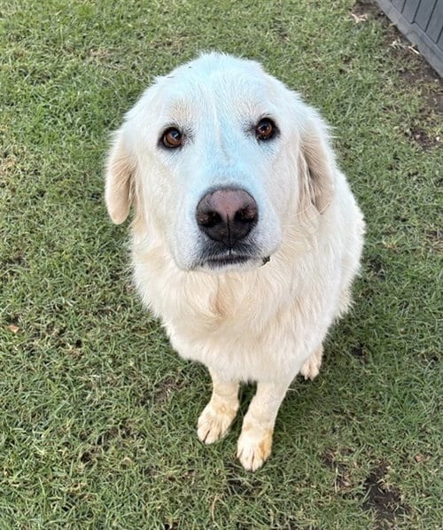 Photo of Wilton, adoptable Great Pyrenees in San Bernardino, California