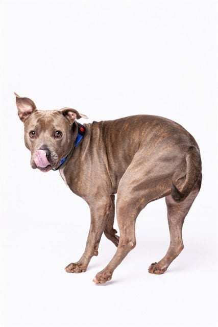 Photo of Peach, adoptable American Staffordshire Terrier in Miami, Florida