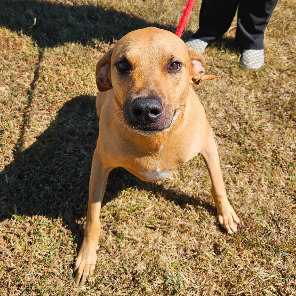 Photo of Buddy, adoptable Coonhound, Redbone / Mix in Jacksonville, North Carolina