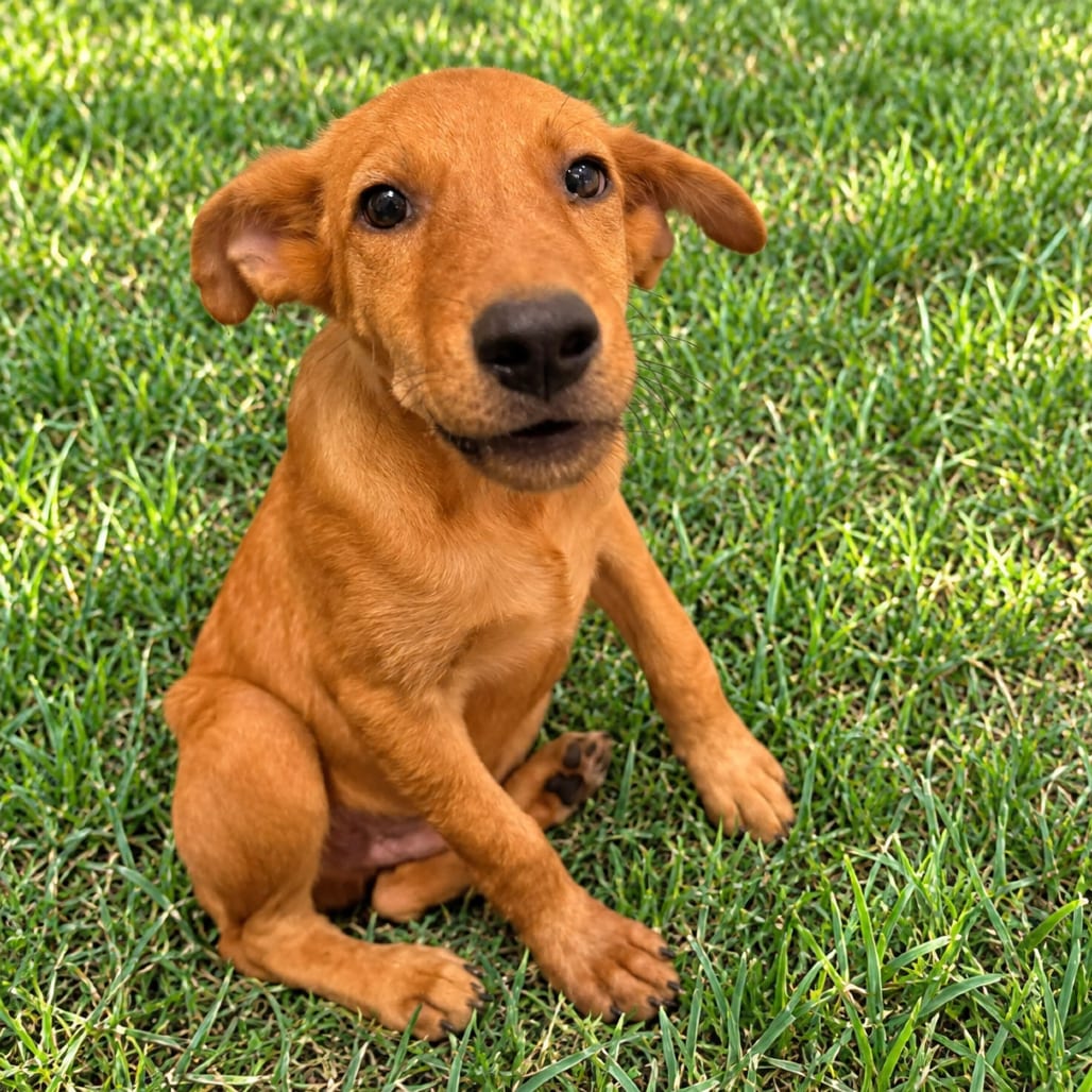 Photo of Dee 26-09-050, adoptable Shepherd / Mixed Breed (Small) in Bastrop, Texas