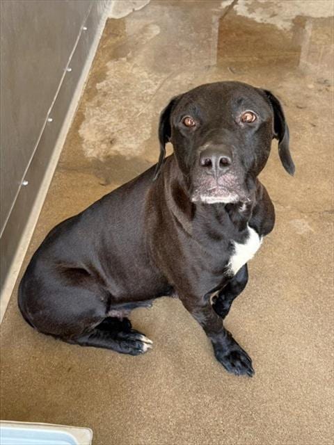 Photo of Rhea, adoptable Labrador Retriever in San Bernardino, California