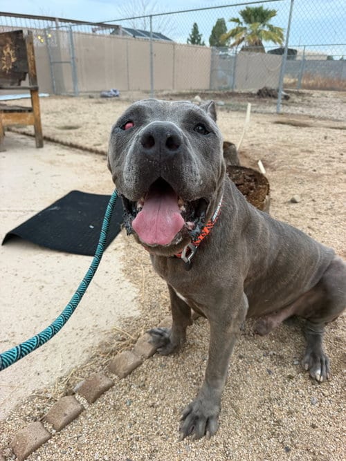 Photo of Maximus - REDUCED ADOPTION DONATION, adoptable Mastiff in Goodyear, Arizona