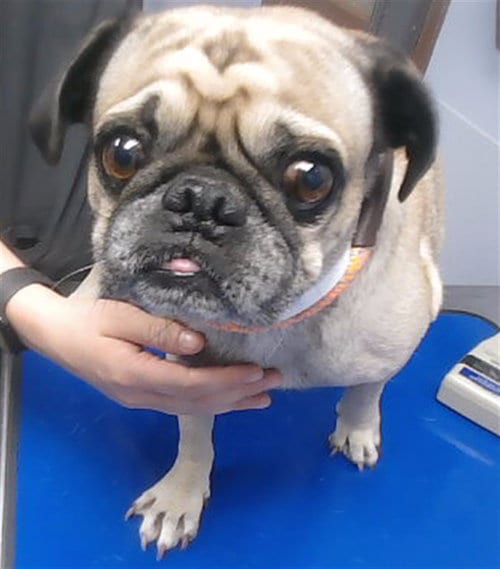 Photo of Sir Puggy, adoptable Pug in Mesa, Arizona