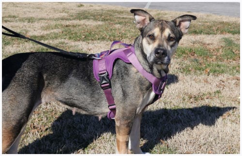Photo of Rosie, adoptable Husky in Oak Ridge, Tennessee