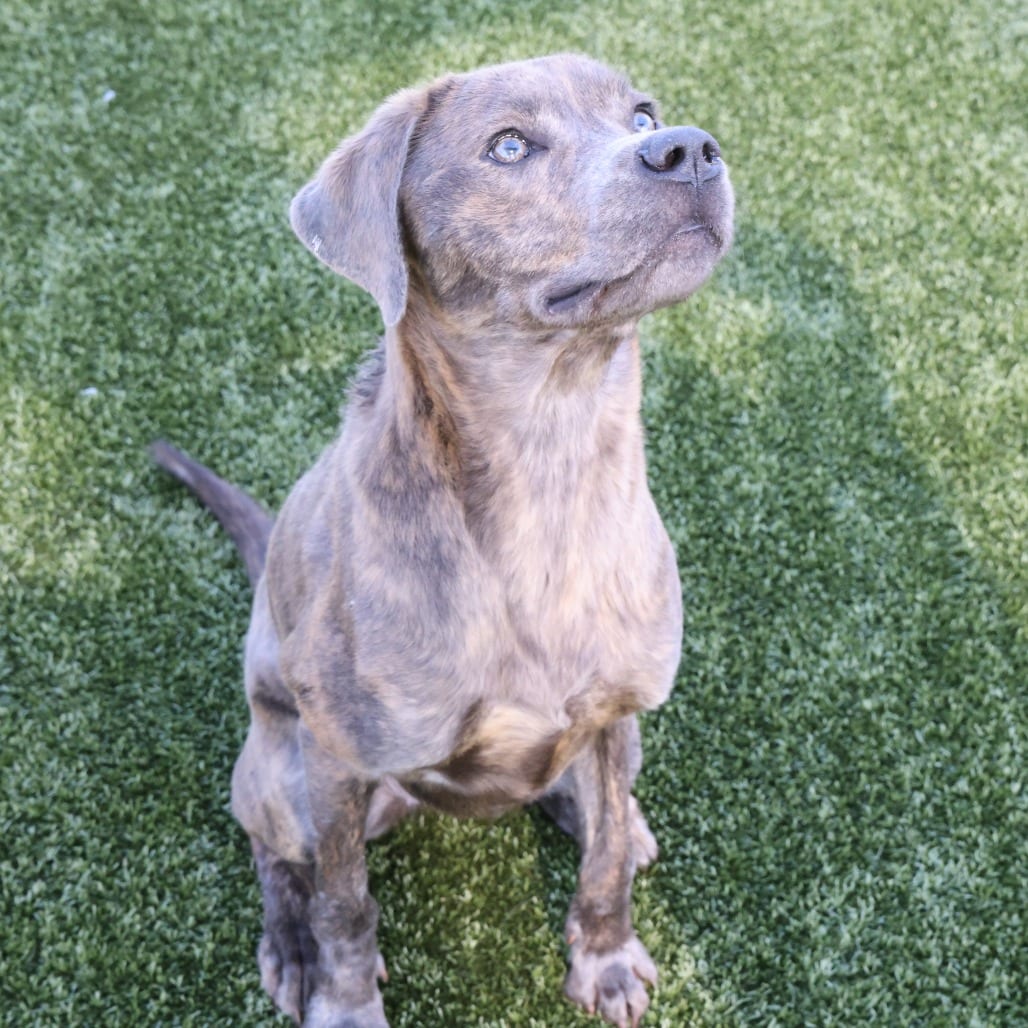 Photo of Nora, adoptable Mixed Breed (Medium) in Spartanburg, South Carolina