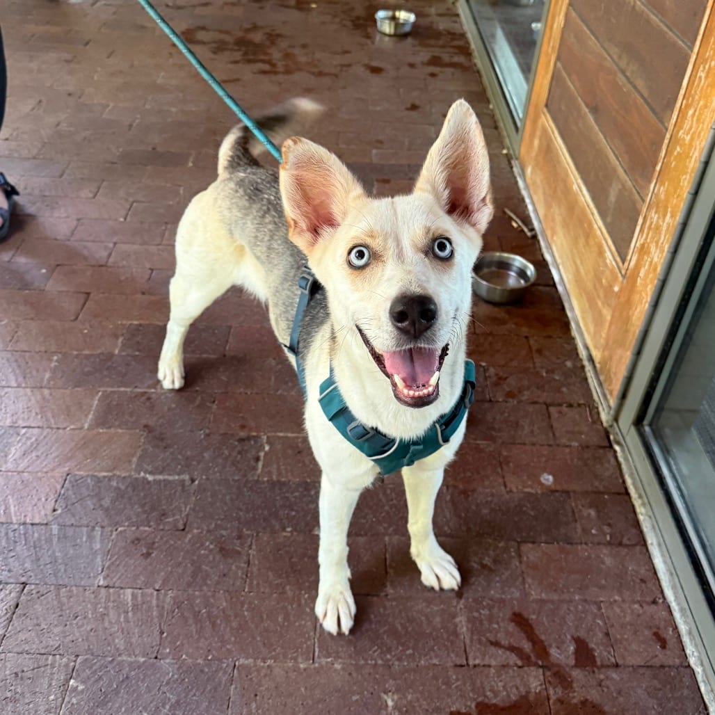 Photo of Indy, adoptable Husky / Mixed Breed (Medium) in Dallas, Texas