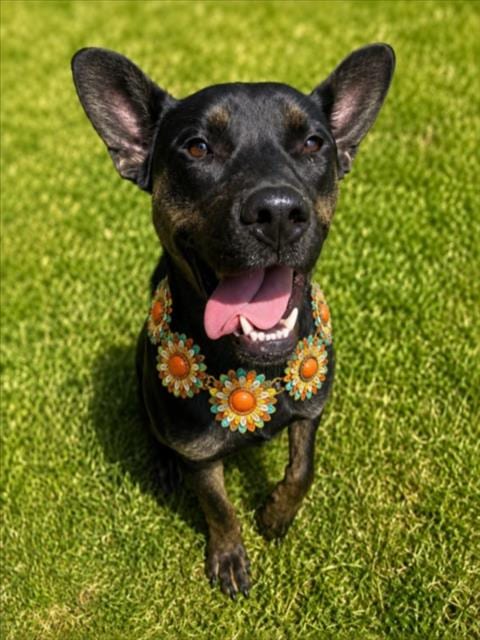Photo of Sydney, adoptable German Shepherd Dog in Clinton Township, Michigan