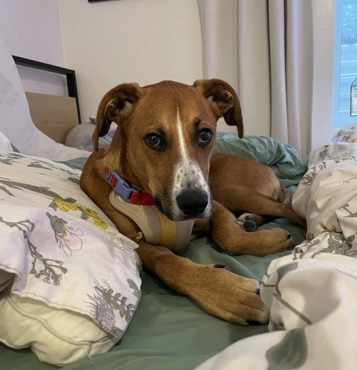 Photo of Stitch, adoptable Hound (Unknown Type)/Beagle in Denver, Colorado
