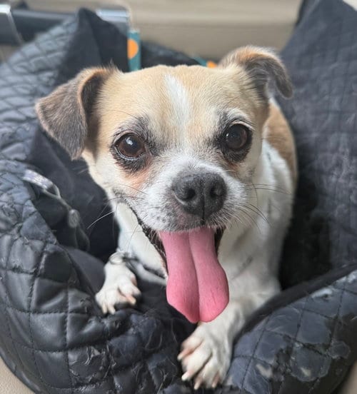 Photo of Rocky, adoptable Pug in Bellevue, Washington
