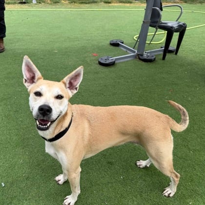 Photo of Polly, adoptable dog