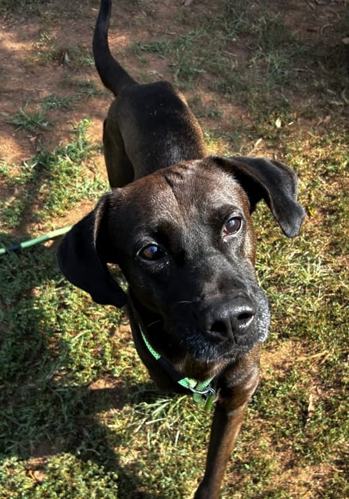 Photo of Bruno, adoptable Unknown breed in Shelburne, Vermont