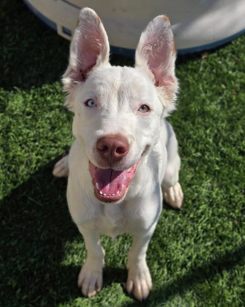 Photo of Venom, adoptable Pit Bull Terrier in Sedalia, Colorado