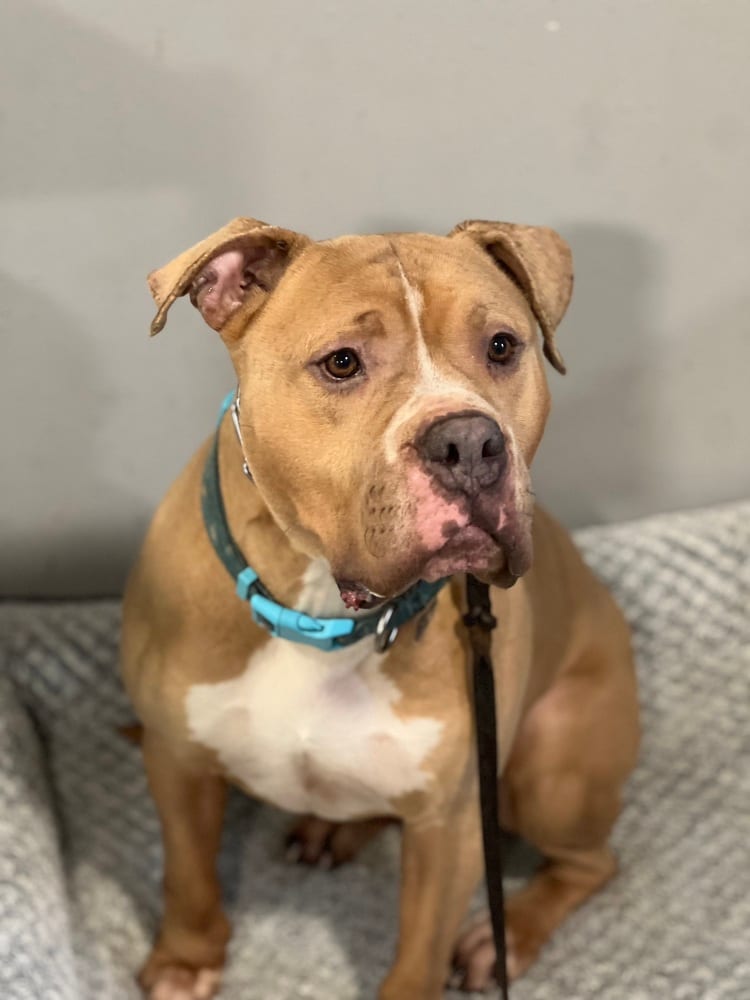 Photo of Franklin, adoptable American Staffordshire Terrier in Dana Point, California