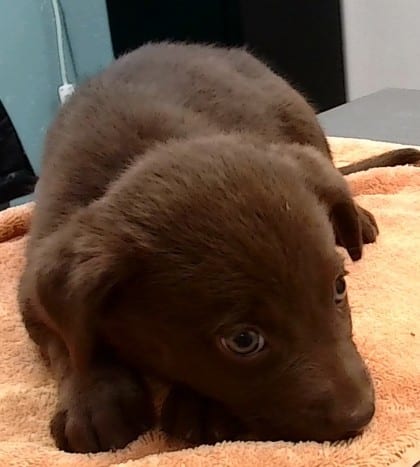 Photo of Charisse, adoptable dog in Farmington, New Mexico