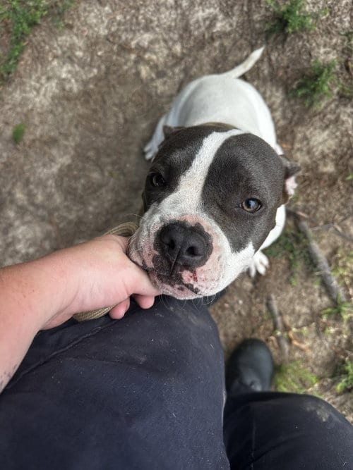 Photo of DA 9 Azalea, adoptable Pit Bull Terrier in Glen Allen, Virginia