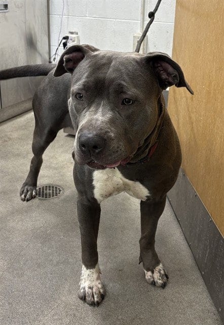 Photo of Starla, adoptable Cane Corso Mastiff in Forestville, Maryland