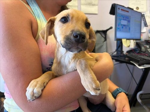 Photo of Mancala, adoptable Rhodesian Ridgeback in Santa Cruz, California