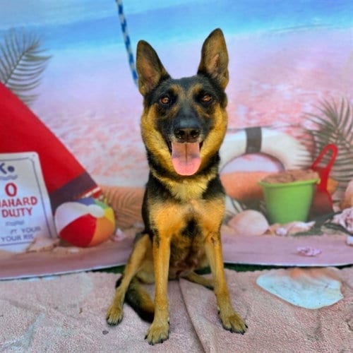 Photo of Willow, adoptable German Shepherd Dog in Long Beach, California