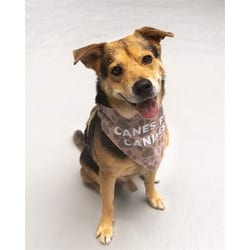 Photo of Face, adoptable Terrier (Unknown Type, Medium) in Doral, Florida