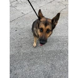 Photo of Abby, adoptable German Shepherd Dog in Doral, Florida