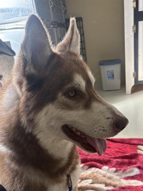 Photo of Barley, adoptable Siberian Husky in Santa Cruz, California