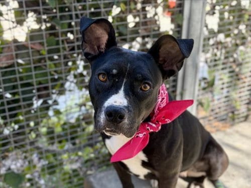 Photo of Betty, adoptable Pit Bull Terrier in San Pedro, California