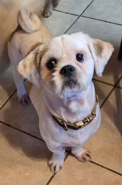 Photo of Gizmo, adoptable Shih Tzu in San Antonio, Texas