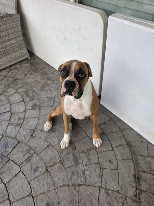 Photo of Ursula, adoptable Boxer in Katy, Texas
