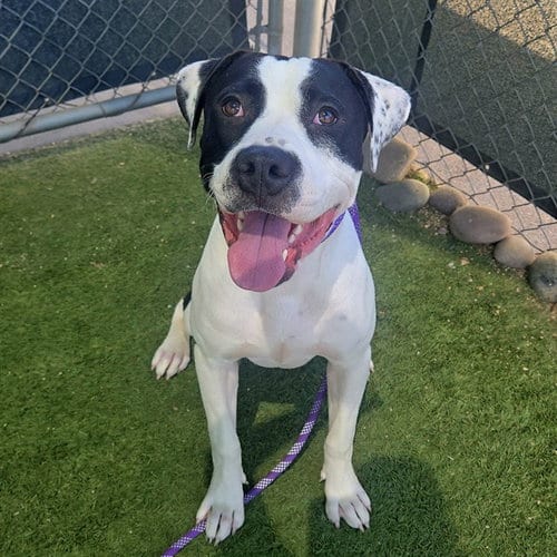 Photo of Julius, adoptable American Pit Bull Terrier in Phoenix, Arizona