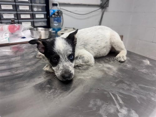 Photo of Clammie, adoptable Australian Cattle Dog/Blue Heeler in San Andreas, California