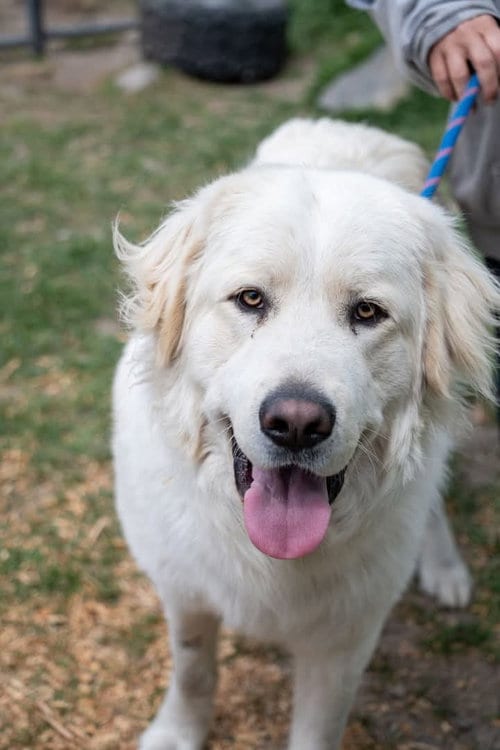 Photo of Phoenix, adoptable Great Pyrenees in Bountiful, Utah